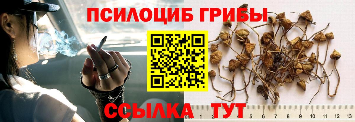 Псилоцибиновые грибы Psilocybine cubensis Ржев